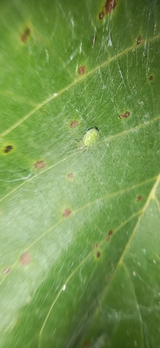 Green Meshweaver