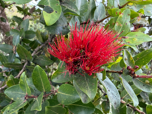 Metrosideros polymorpha, photograph 4
