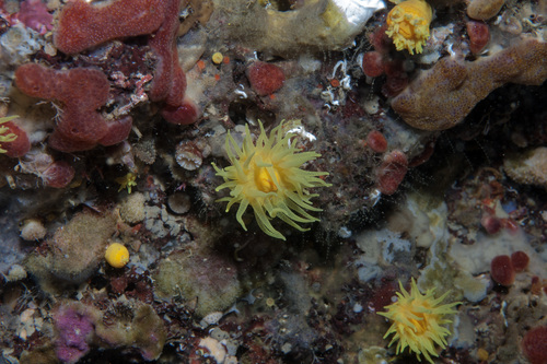 Leptopsammia pruvoti