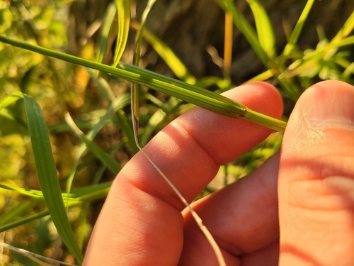 Carex cristatella, photograph 1