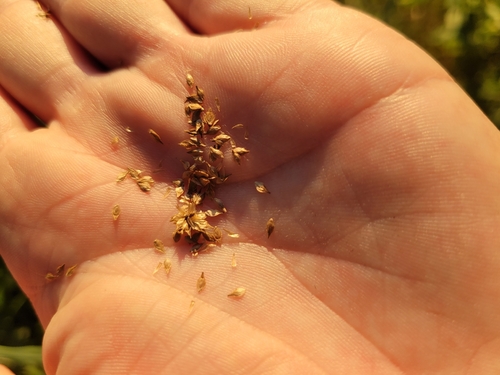 Carex cristatella, photograph 4
