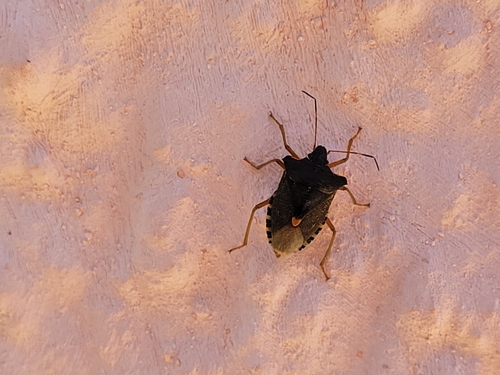 Forest Bug