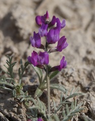 Astragalus tenuifolius