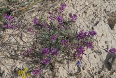 Astragalus tenuifolius