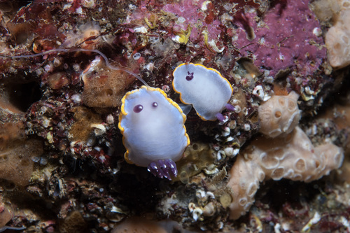 Rudmania purpurea