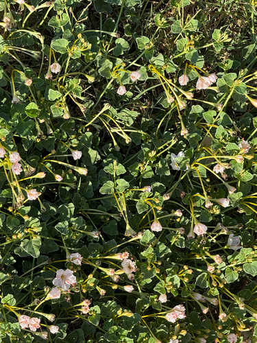 Acleisanthes obtusa