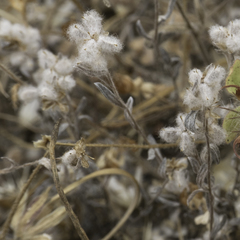 Micropus californicus