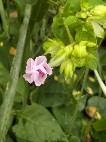 Mirabilis jalapa observed 2026-09-04