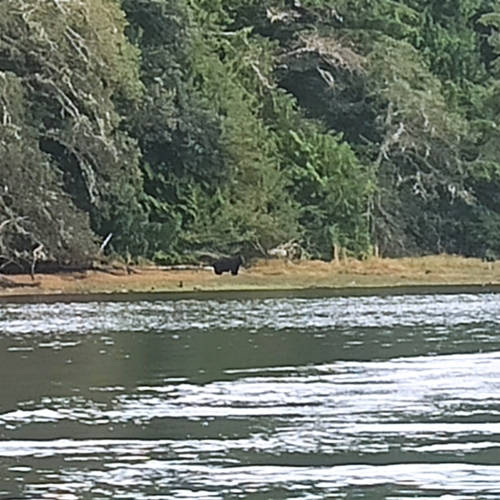 Black Bear sighting near Ucluelet