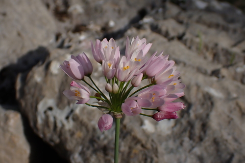 Allium roseum