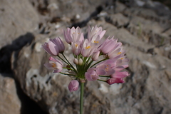 Allium roseum