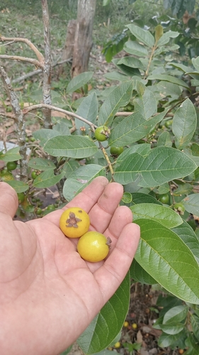 Psidium guineense observed 2026-09-05