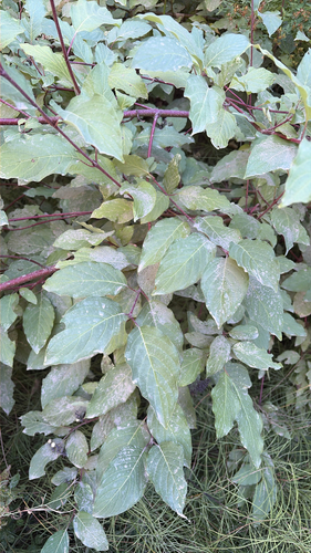 iNaturalist observation photo of red osier dogwood