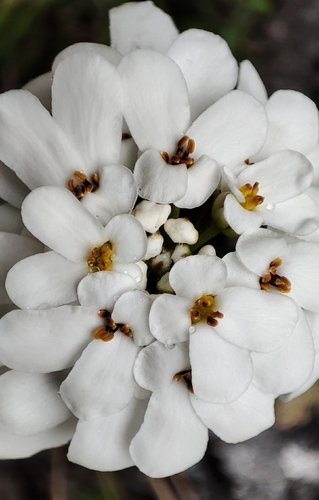 Iberis sempervirens, photograph 2