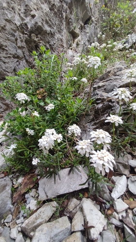 Iberis sempervirens, photograph 3