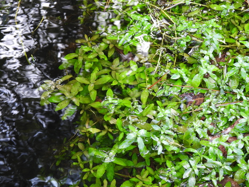 Hygrophila polysperma