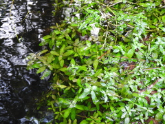 Hygrophila polysperma