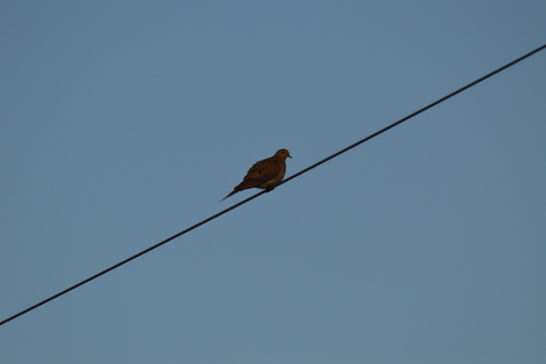 Mourning Dove