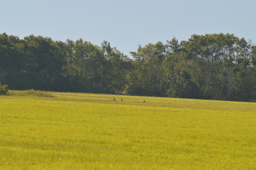 Sandhill Crane