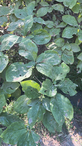 iNaturalist observation photo of dogwoods