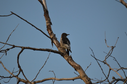 Red-headed Woodpecker