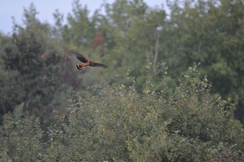 Northern Harrier