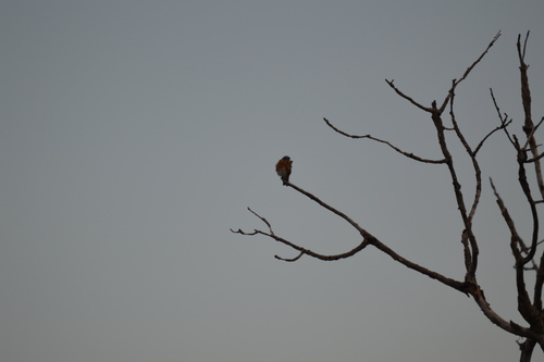 Eastern Bluebird