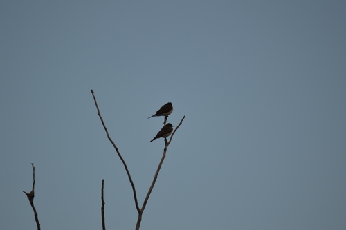 Eastern Kingbird
