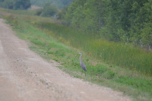 Great Blue Heron