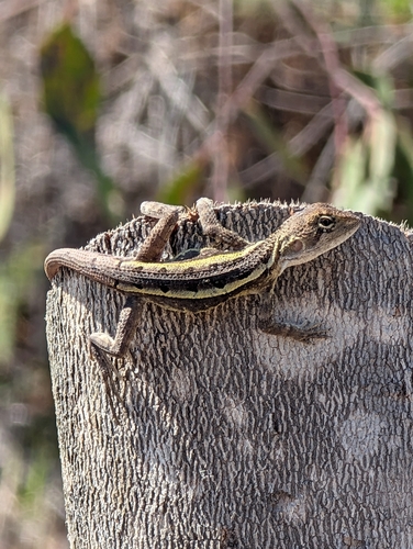 Nobbi Dragon