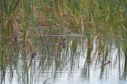 Hooded Merganser