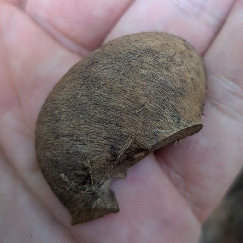 Hevea guianensis, 2026-09-05