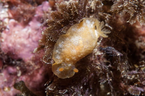 Doriopsilla areolata