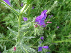 Echium plantagineum