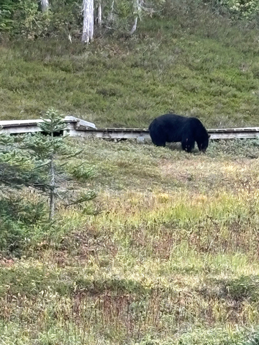 Black Bear sighting near Comox Valley