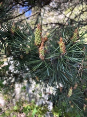 Pinus sylvestris