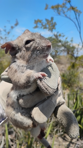 rata magueyera