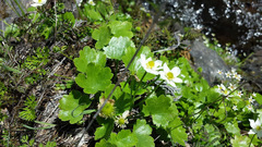 Kumlienia hystricula