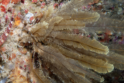 Gymnangium montagui