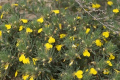 Ajuga mollis