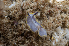 Prostheceraeus moseleyi