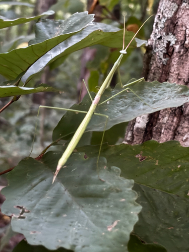 Northern Grass Mantis