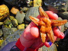 Anasterias antarctica