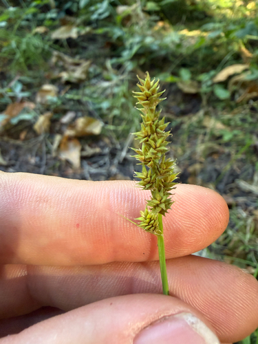 Carex arcta observed 2026-09-05