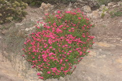 Salvia greggii