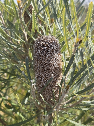 Candlestick Banksia