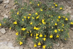 Ajuga mollis