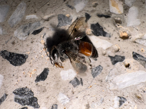 Red Dwarf Honey Bee