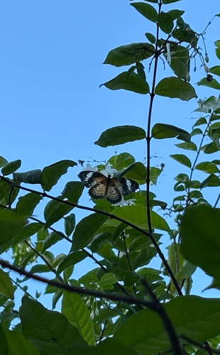 Leopard Lacewing Butterfly