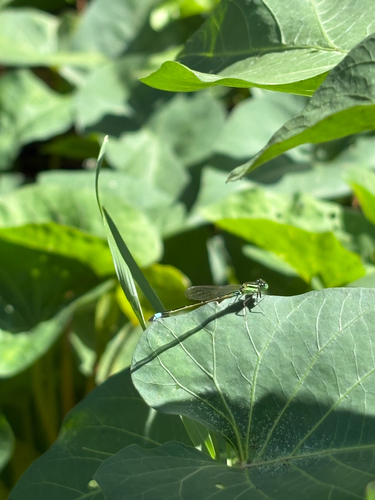 Common Bluetail